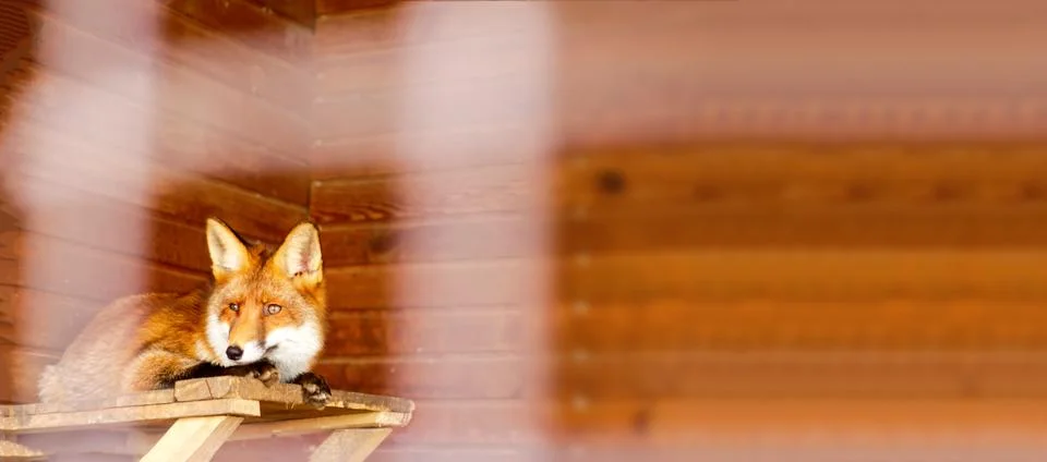 Panoramic view of a red fox lying on a wooden platform in a rustic shelter... Stockfoto's