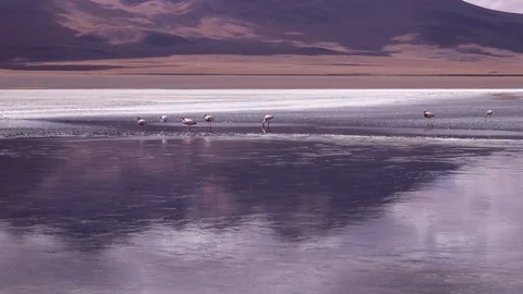 Panoramic view of the Red Lagoon and Flamingos Stock Footage 86747457