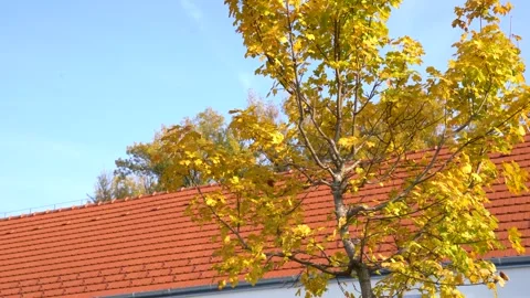 Panoramic view of a red rooftop in front of a tree, clear sky Stock Footage 302423673