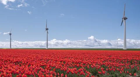 Panoramic view of red tulip fields and wind turbines under a blue sky 库存照片
