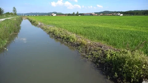 Panoramic View of a Rice Field and An Irrigation Canal with a Summer Breeze Video stock 91308306