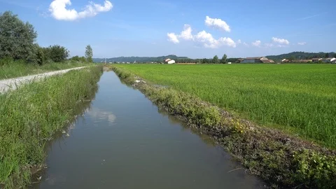 Panoramic View of a Rice Field and An Irrigation Canal with a Summer Breeze Stock Footage 91308739