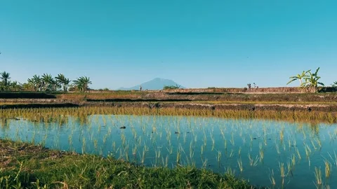 Panoramic view of rice field in natural tropical land field, farming in Asia Stock Footage 281916097
