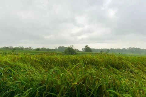 Panoramic view of the rice fields after the storm damaged the rice Stock Photos