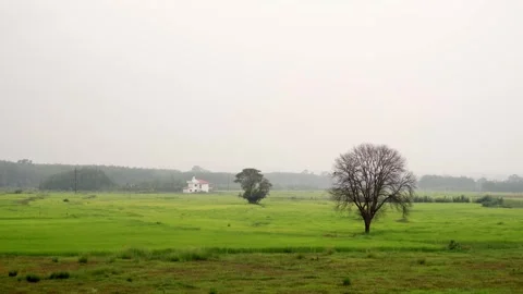 Panoramic view of rice fields 库存影片 253346009