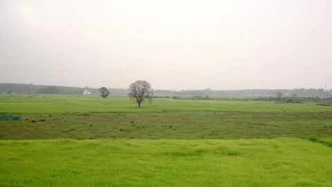 Panoramic view of rice fields 库存影片 253346255