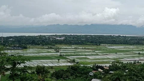 Panoramic view of rice fields Indonesian Kupang Stock Photos
