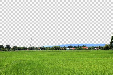 Panoramic view of the rice fields isolated on white background. Stock Photos