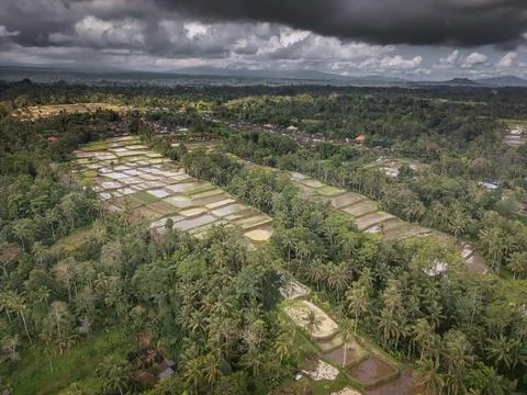 Panoramic View of Rice Terraces in Bali, Indonesia. Top aerial drone view o.. Stock Photos