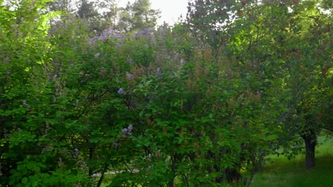 Panoramic view right green trees with flowers, plants, grass in a garden or park Stock Footage 134599545