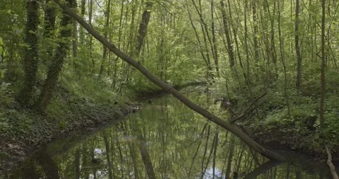 Panoramic view into the riparian forest in Leipzig Stock Footage 154343420