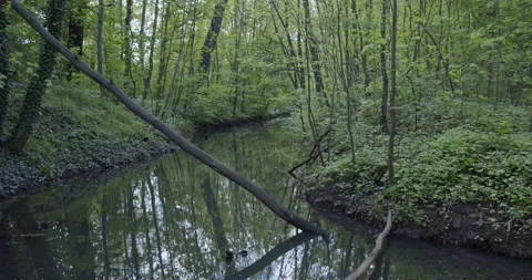Panoramic view into the riparian forest in Leipzig Stock Footage 155679250