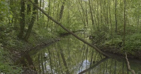 Panoramic view into the riparian forest in Leipzig Stock Footage 155930745