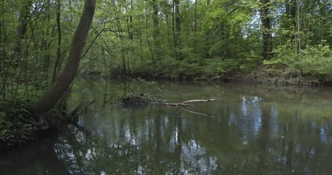 Panoramic view into the riparian forest in Leipzig Stock Footage 157647099