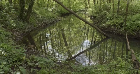 Panoramic view into the riparian forest in Leipzig Stock Footage 157648859