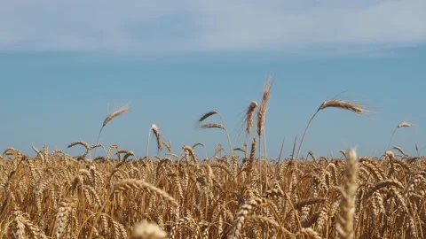 Panoramic view of the ripening wheat. Ripe ears of wheat on the farmers fields. Stock Footage 158102443