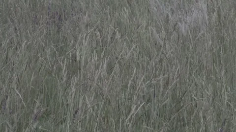 Panoramic view of the rolling green hills and wild grassland in the Yelanets Stock Footage 336380766