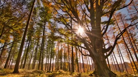 Panoramic View of Rolling Hills in Fall Stock Footage 326194650