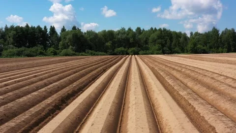 Panoramic view of rows of spudded potatoes. Drone flying low over potato field Stock Footage 245292479