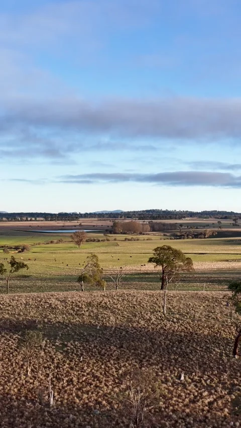 Panoramic View of Rural Australian Outback Countryside with Eucalyptus Trees Video stock 344619650