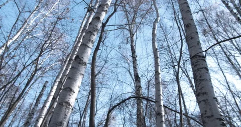 Panoramic View Of  Russian Birches Against The Blue Sky Stock Footage 142715476