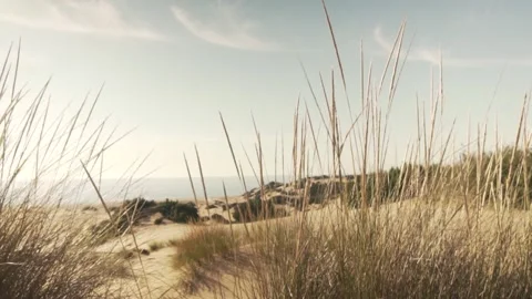 Panoramic View On Sand Dunes And Sea Through Sand Grass Stock Footage 150512127