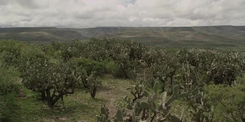 Panoramic view of scrub in Zacatecas, Mexico Stock Footage 73765806