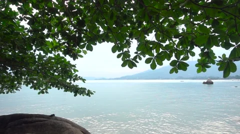 Panoramic View on a Seascape under a Loppy Spreading Tree. Slow Motion Stock Footage 66316752