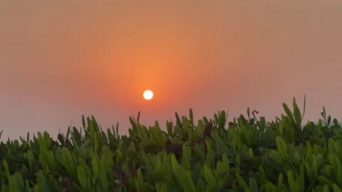 Panoramic View of Setting Sun Above Green Bush Foliage Stockbeeldmateriaal 347203208