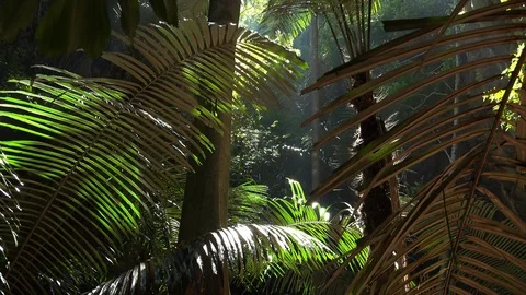 Panoramic view of shady tropical forest or jungle with beautiful exotic plants Stock Footage 94239825