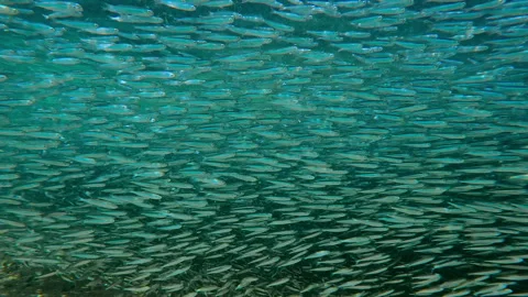 Panoramic view of shallow water covered by solid, dark carpet of migrating Stock Footage 329077266