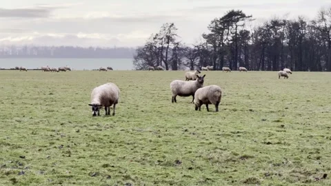 Panoramic View of Sheep Grazing in Misty Countryside at Temple Guiting 스톡 동영상 331057176
