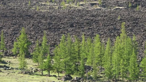 Panoramic view shows basalt plain - Vegetation Patterns and Plant Colonization Stock Footage 339705228