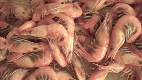 Panoramic view of the shrimps. Small cooked prawns. Small pink shrimp close up Stock Footage 157555417