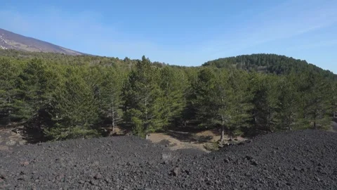 Panoramic View Sicily Nature Pine Forest Smoking Etna Volcano Cone Eruption Pan Vídeos de archivo 152360101