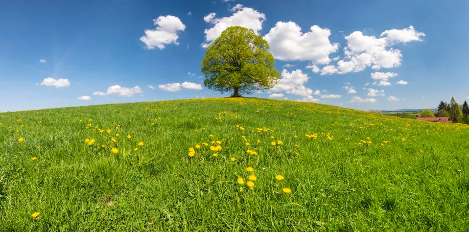 Panoramic view to single big linden tree Stock Photos