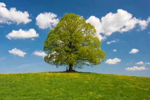 Panoramic view to single big linden tree Stock Photos