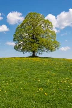 Panoramic view to single big linden tree Stock Photos