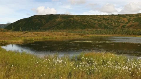 Panoramic view of small pond near Wonder Lake in Denali National Park, Alaska Video stock 153161446