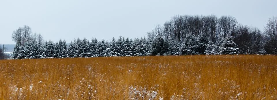 Panoramic view of snow covered pine trees Stock Photos