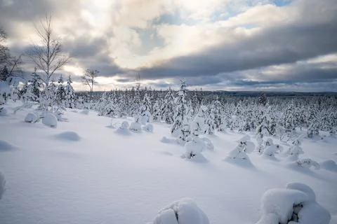 A panoramic view of the snow covered trees in the snowdrifts. Magical winter  Stock Photos