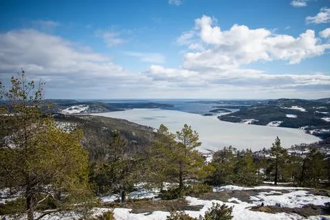 A panoramic view of the snow covered trees in the snowdrifts. Stock Photos