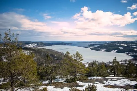 A panoramic view of the snow covered trees in the snowdrifts. Stock Photos