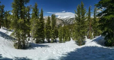 A panoramic view of a snowy forest with trees and mountains in the background Stock Photos