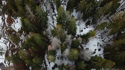 Panoramic view of snowy mountains with big green trees in snow, Top view aerial Stock Footage 106468015