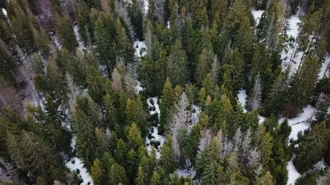 Panoramic view of snowy mountains with big green trees in snow, Top view aerial Stock Footage 106469854