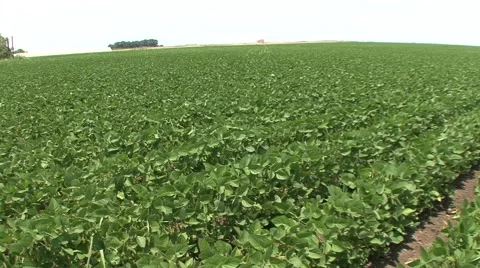 Panoramic view of soybean field Vídeo Stock 41136786