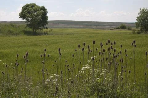 Panoramic view of a spanish meadow in springtime. Green grass with flowers. S Stock Photos