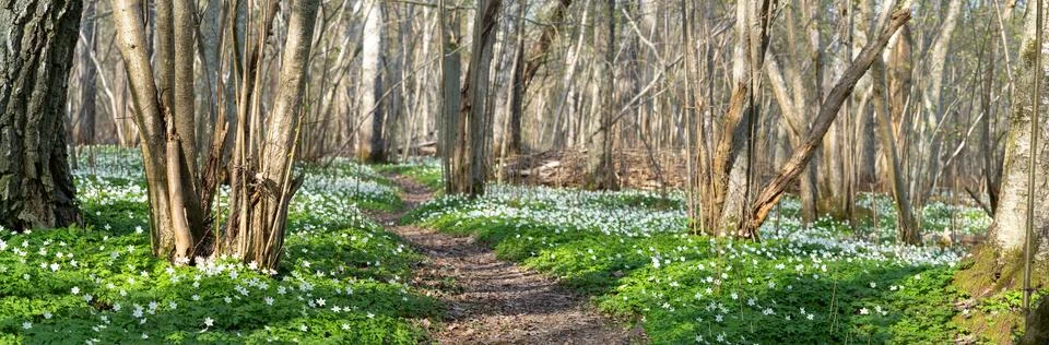 Panoramic View of a Spring Forest with Blooming Wood Anemones Stock Photos