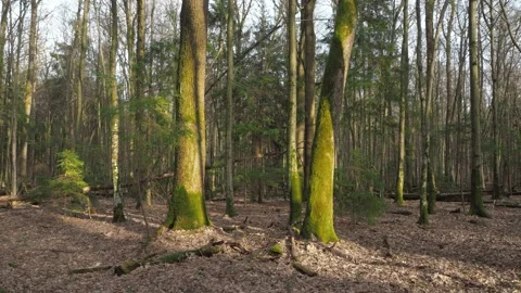 Panoramic view of the spring forest in the evening Stock Footage 152486858